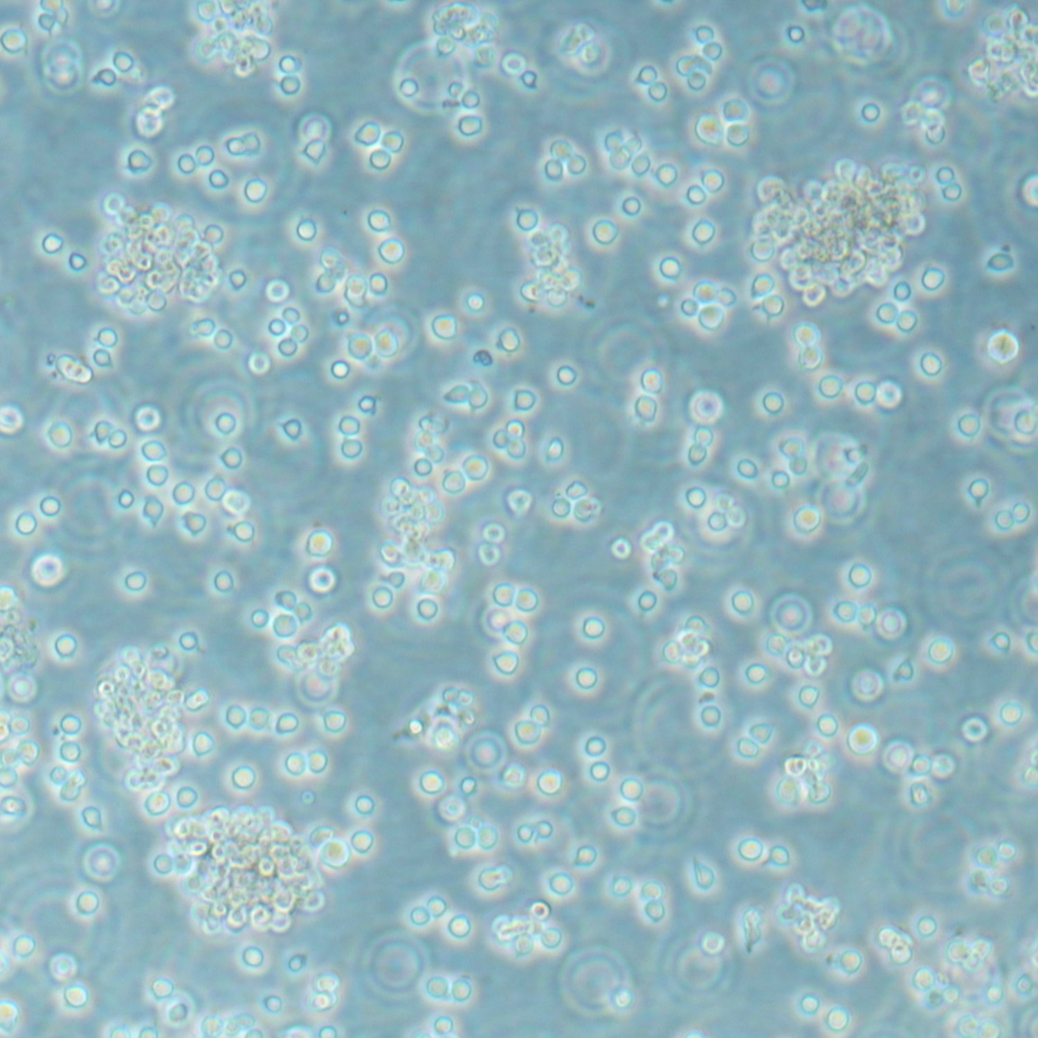 Blossom BioScience