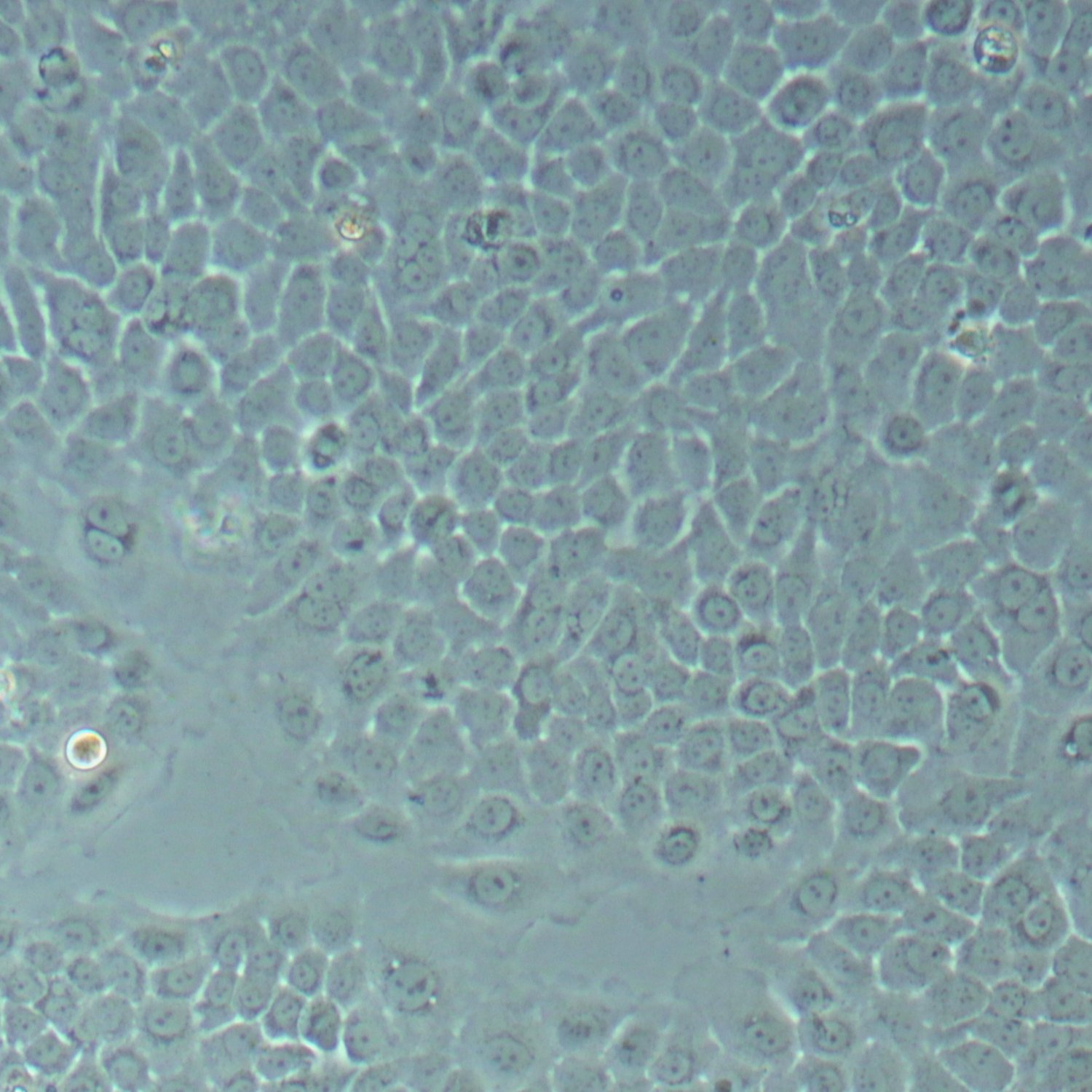 Blossom BioScience