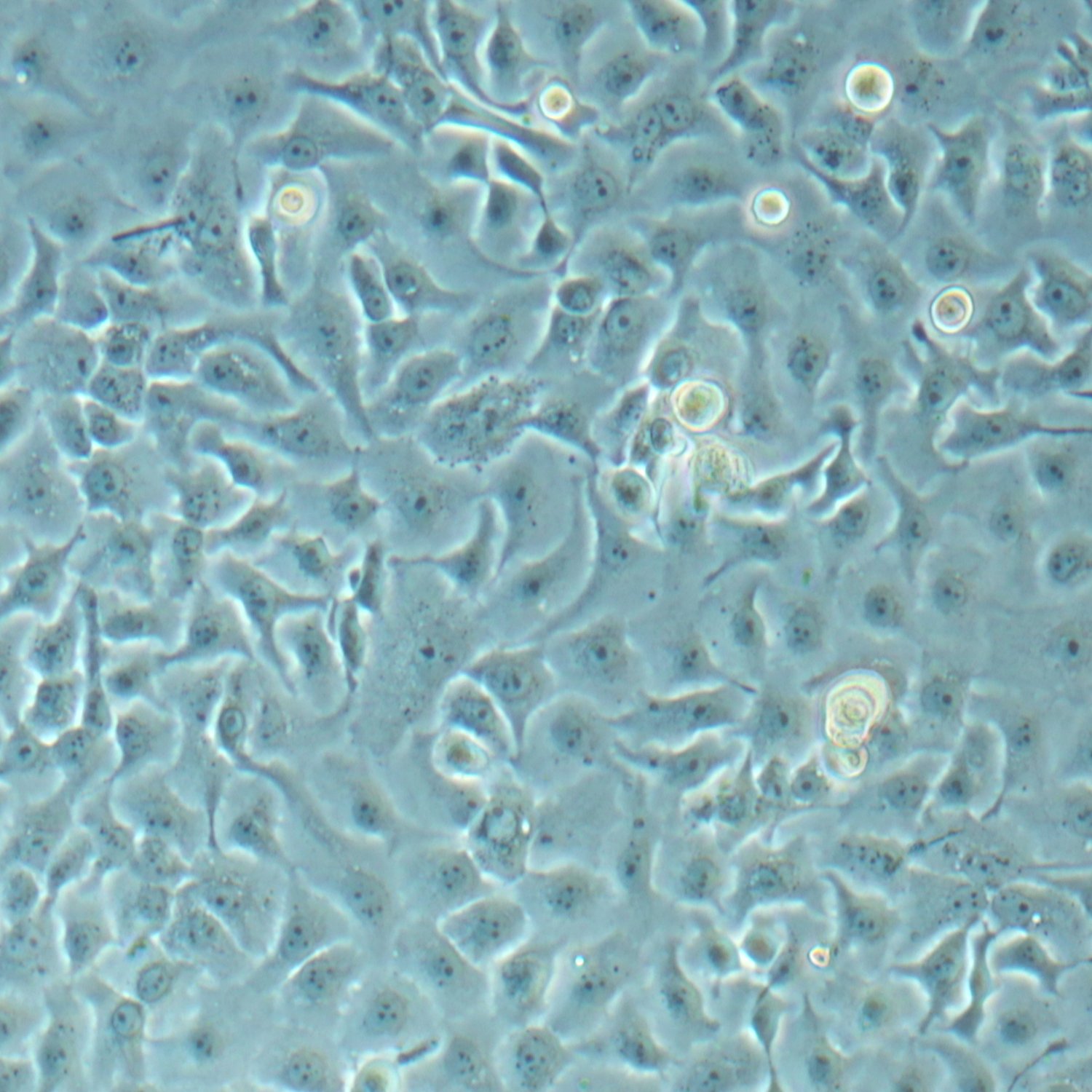 Blossom BioScience