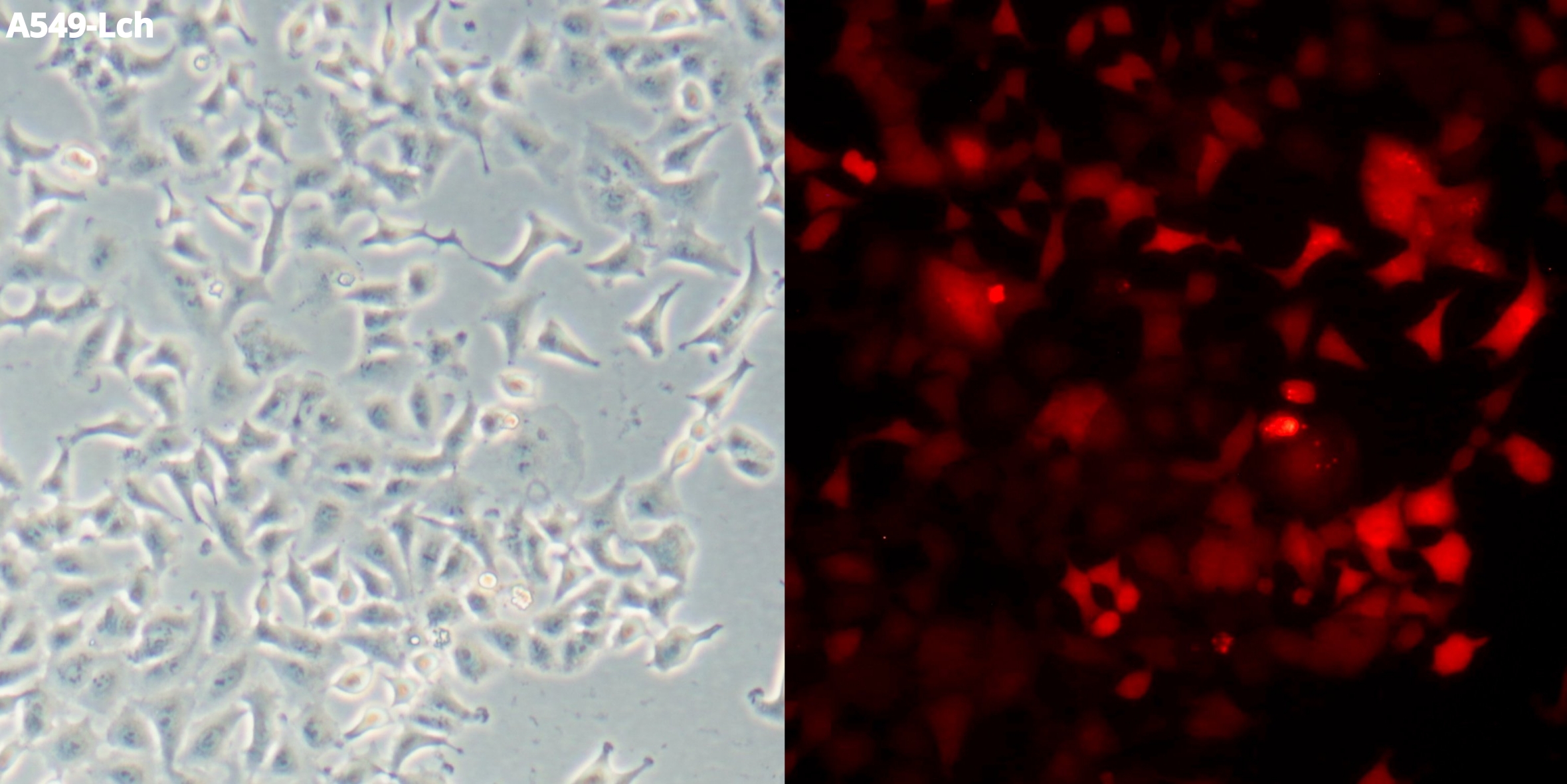 Blossom BioScience