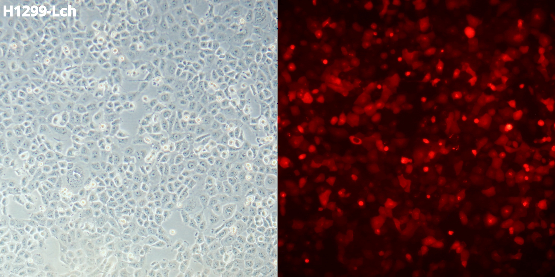 Blossom BioScience
