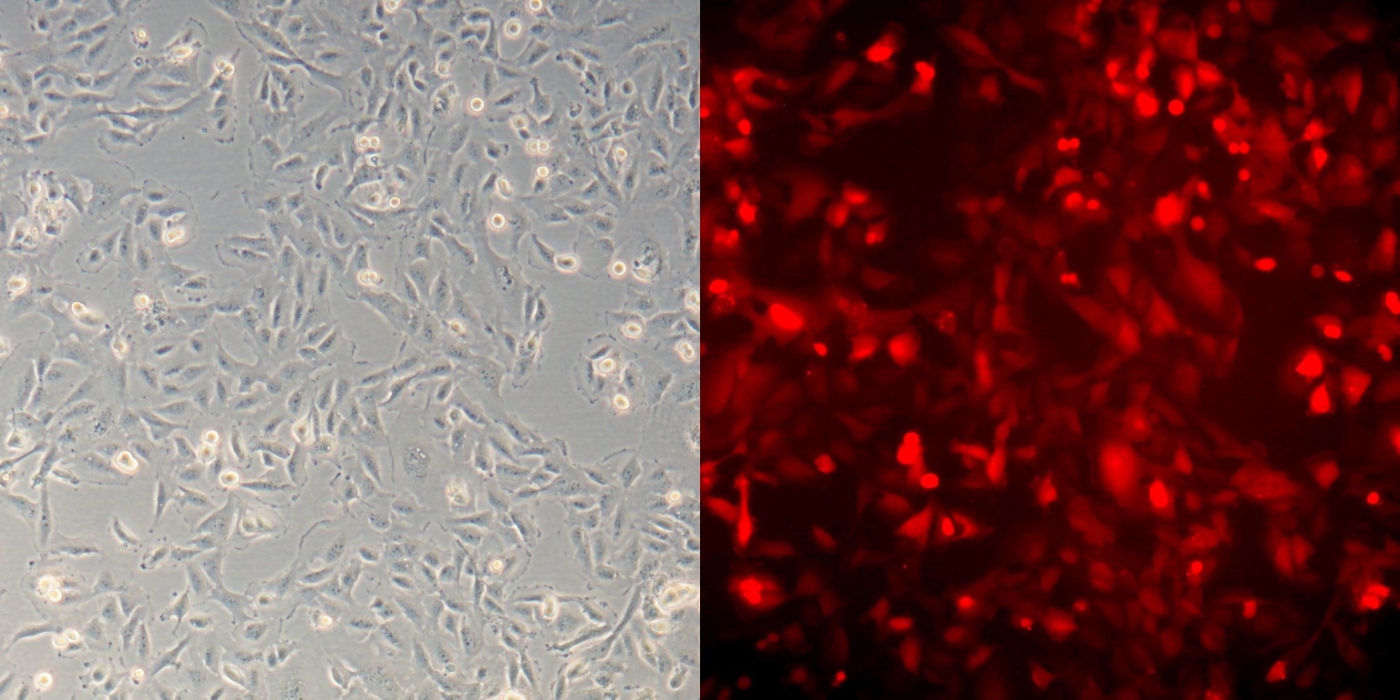 Blossom BioScience